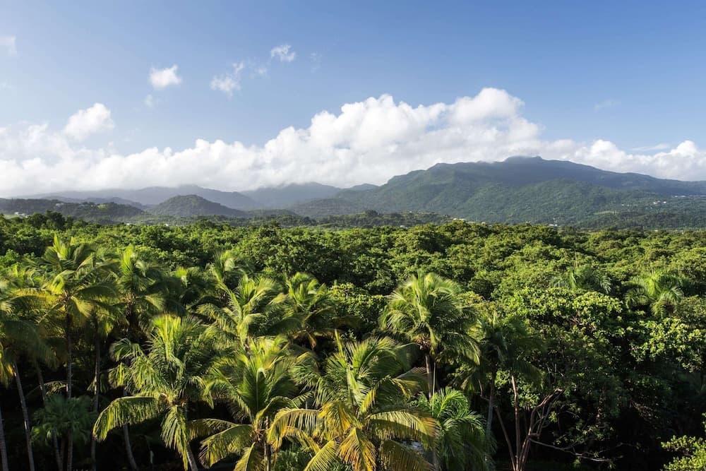 Wyndham Grand Rio Mar Rainforest Beach and Golf Resort - Photo 107