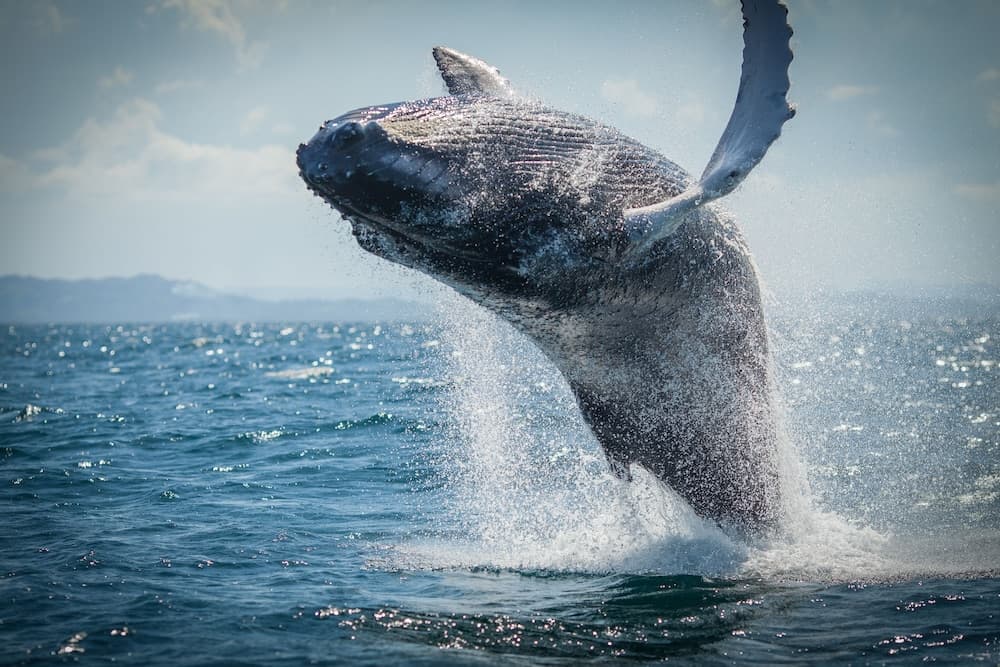 Wyndham Alltra Samana All-Inclusive Resort - Photo 136