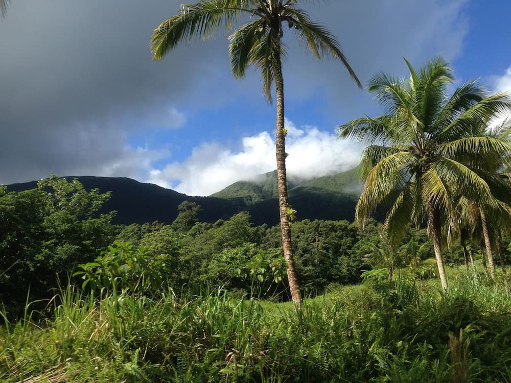 Citrus Creek Plantation - Photo 57