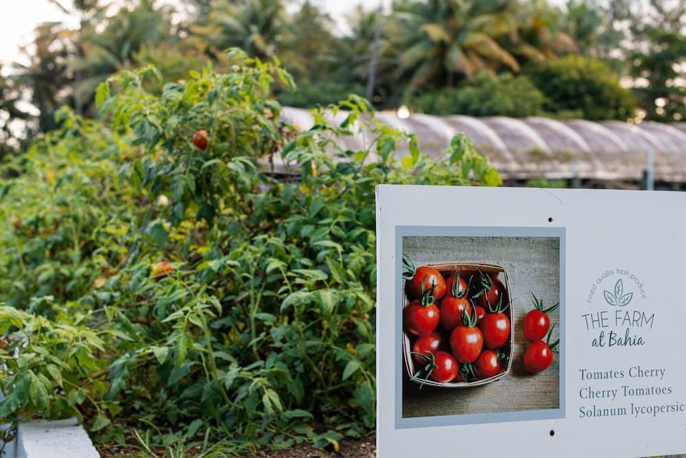 Four Seasons Resort and Residence Puerto Rico - Photo 33