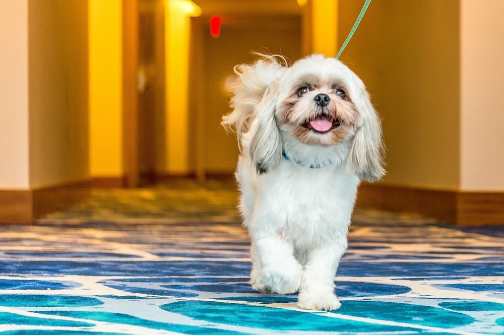 Grand Hyatt Baha Mar - Photo 75