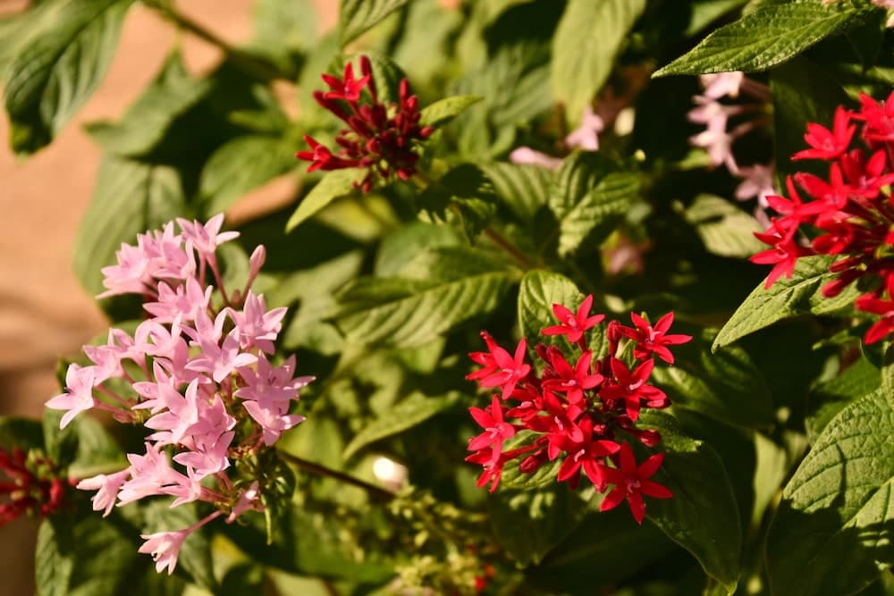 Hotel Alisei - Photo 87