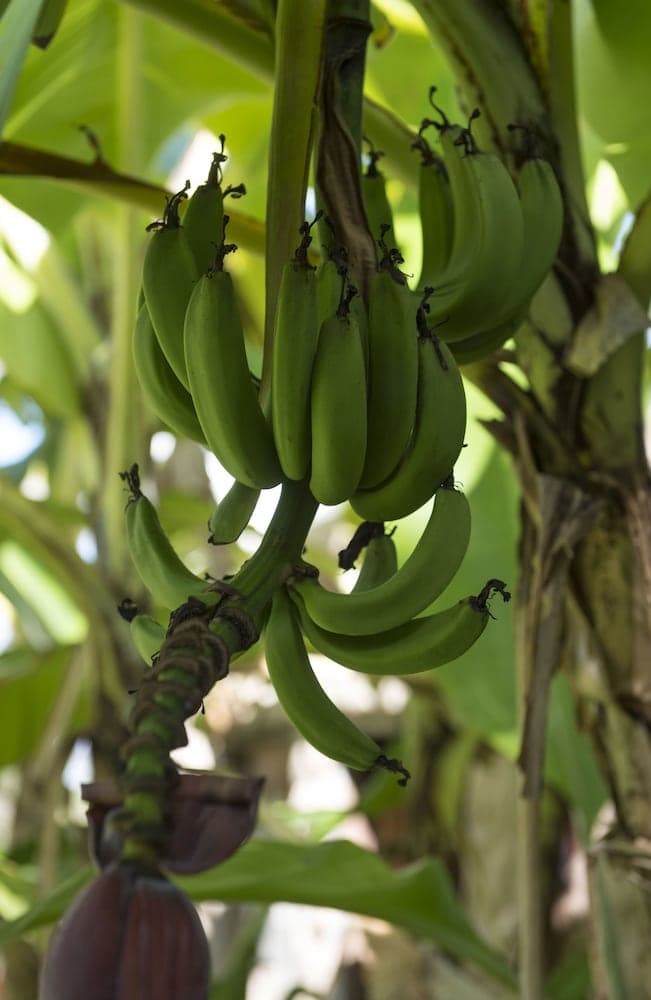 Petite Anse Hotel - Photo 78