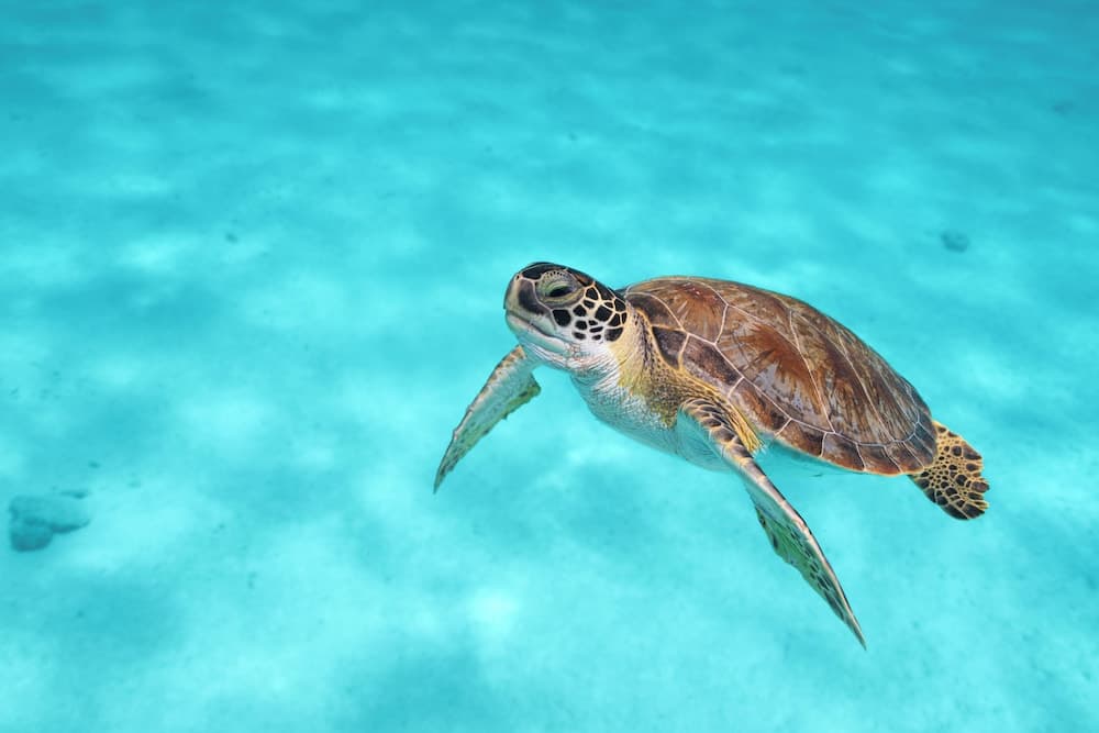 Van der Valk Plaza Beach & Dive Resort Bonaire - All Inclusive - Photo 30