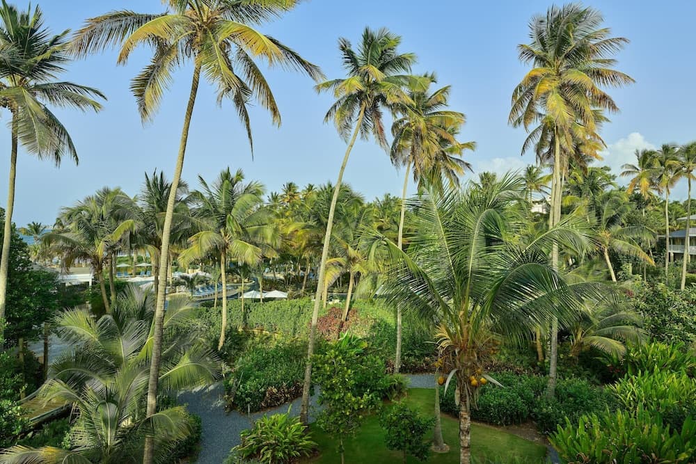 Four Seasons Resort and Residence Puerto Rico - Photo 15