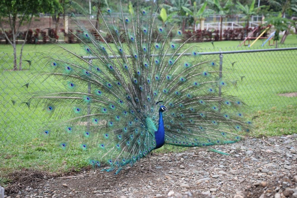 Hotel Rancho Guacamayos - Photo 143