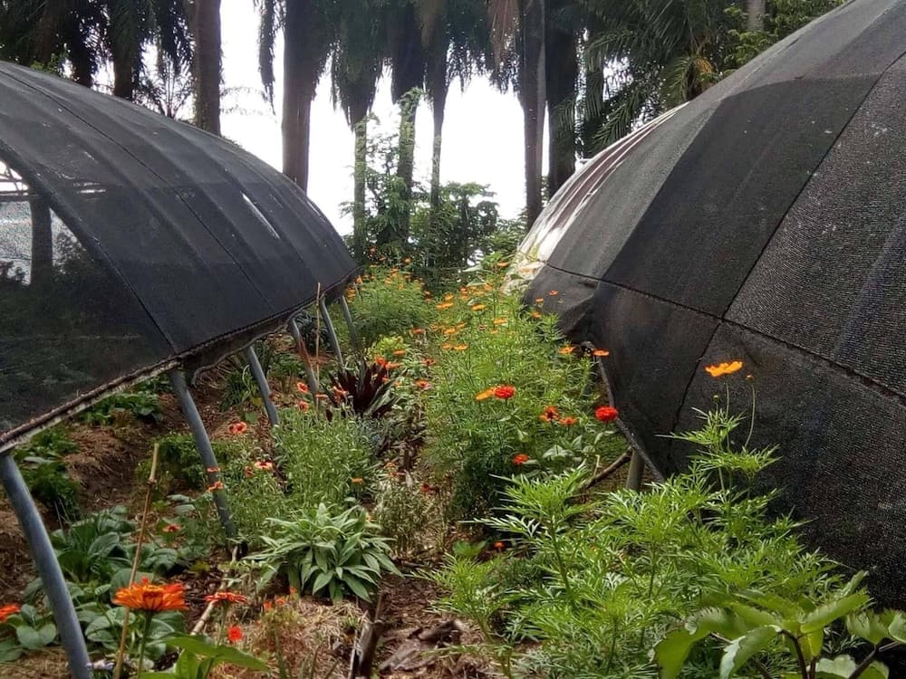 Richmond Vale Diving and Hiking Center - Hostel - Photo 33