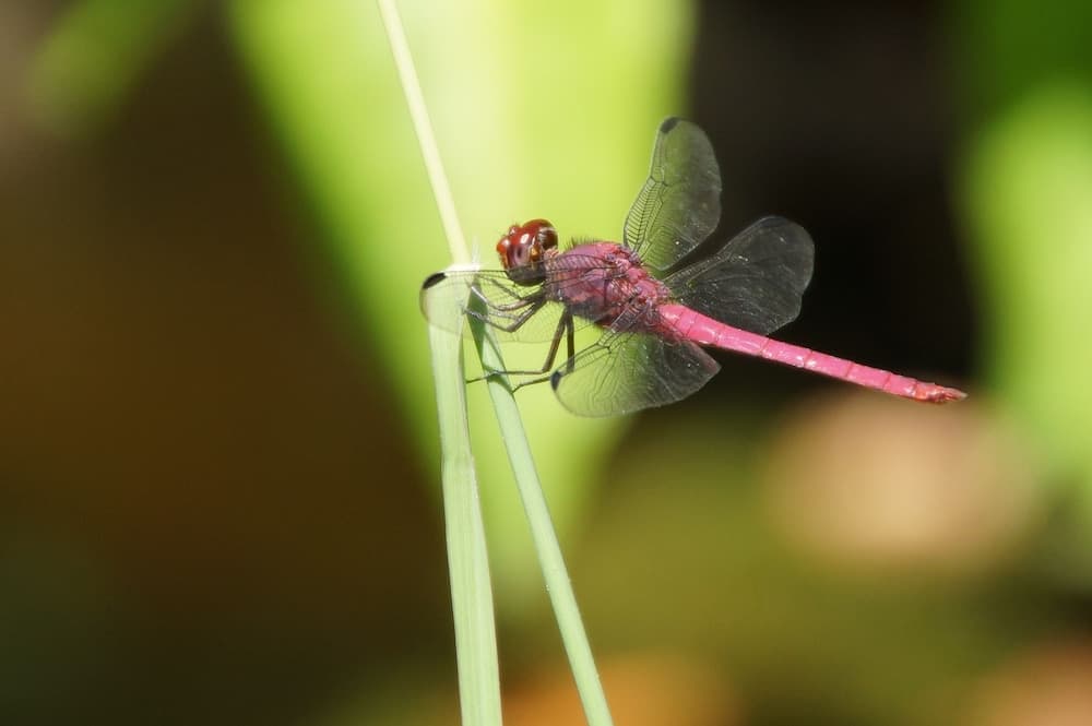 Petite Anse Hotel - Photo 72