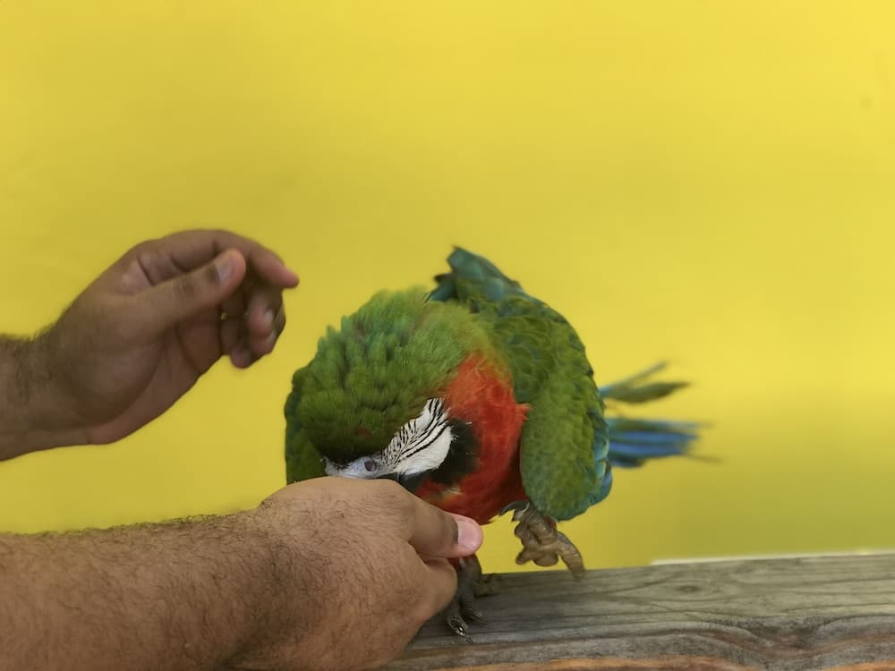 Hotel Rancho Guacamayos - Photo 43