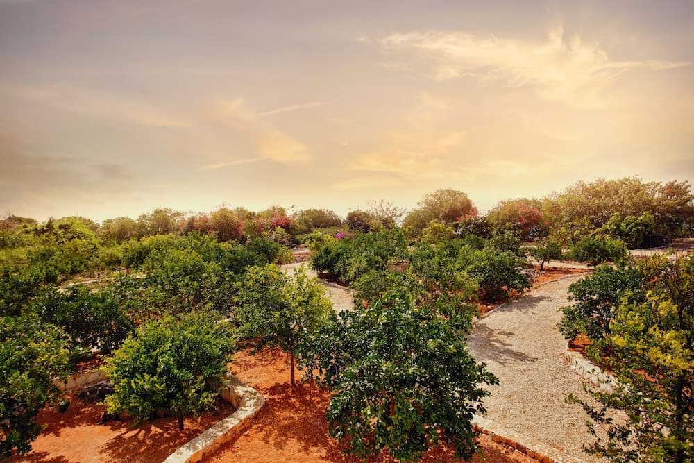 Le Soleil d'Or - Photo 12