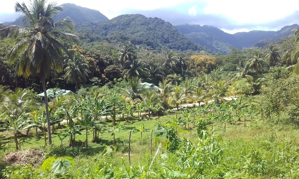 Citrus Creek Plantation - Photo 67