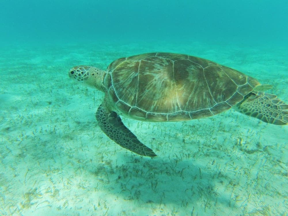 Davids Beach Hotel - Photo 15