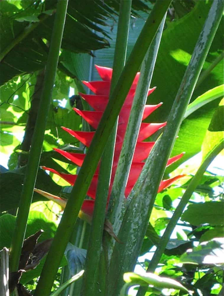 Goblin Hill Villas at San San - Photo 151