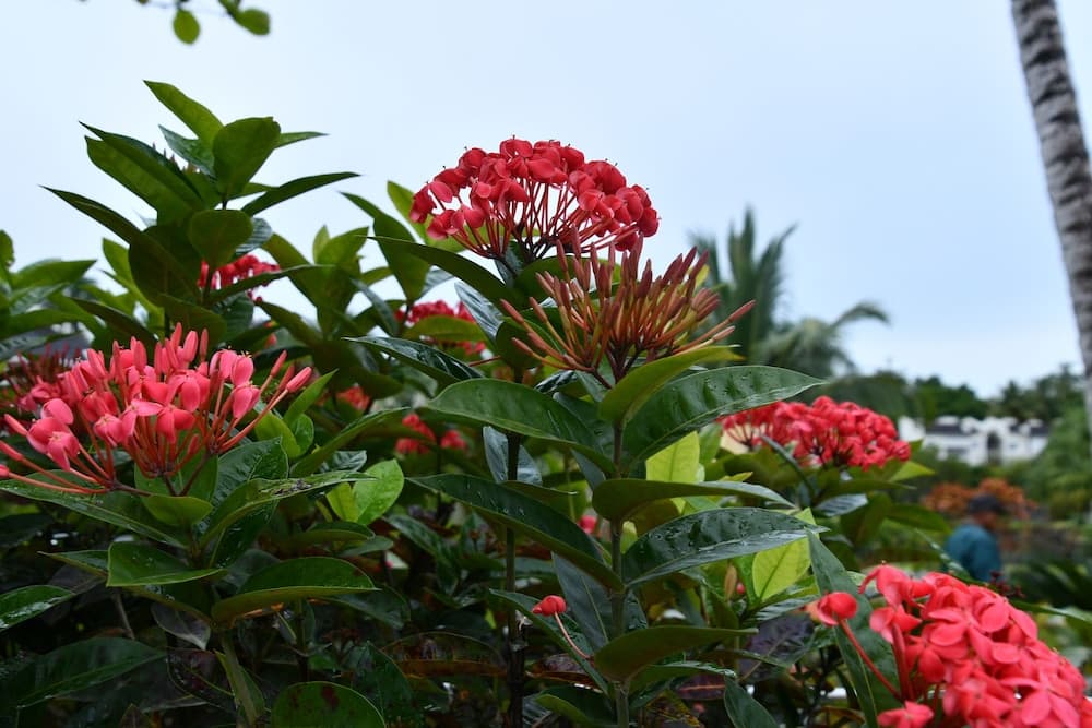 Hotel Alisei - Photo 95