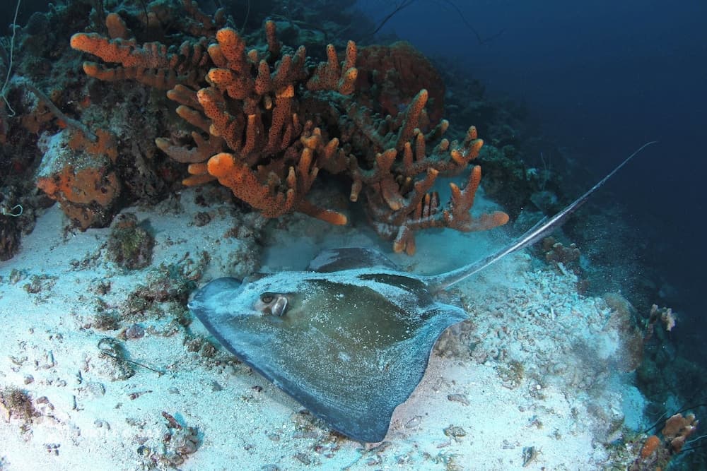 Lagun Blou Resort - Photo 7