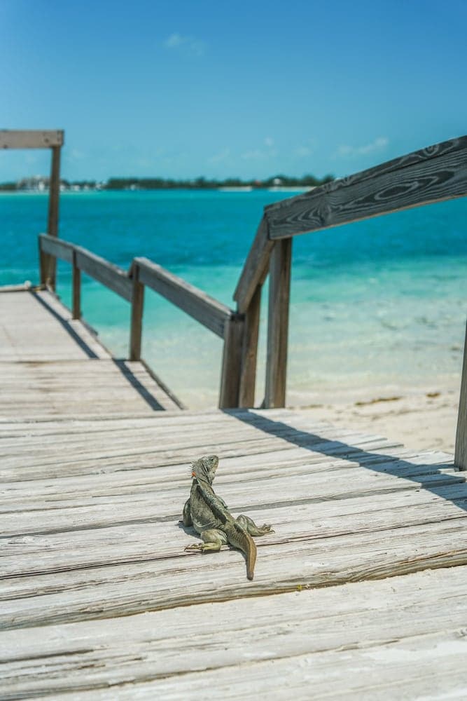 Pine Cay, Turks and Caicos - Photo 71