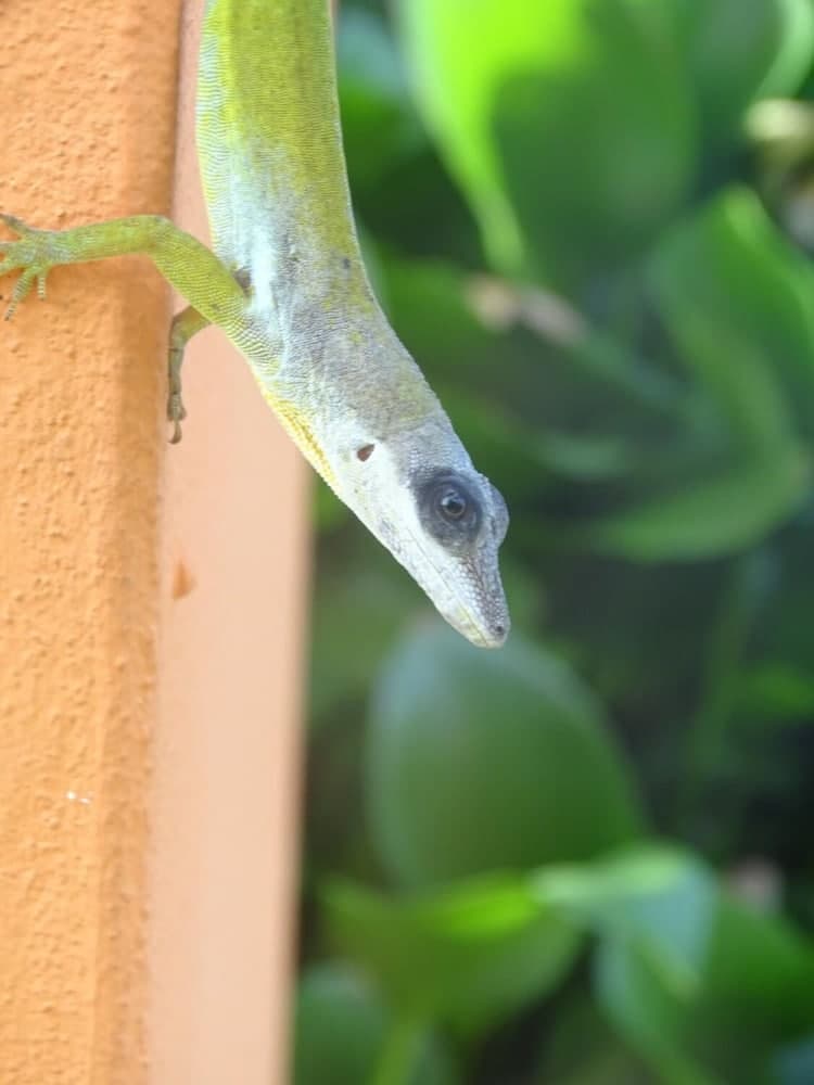 Spring Gardens Resort - Photo 9