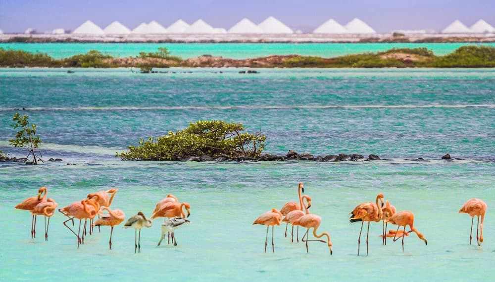 Van der Valk Plaza Beach & Dive Resort Bonaire - All Inclusive - Photo 29