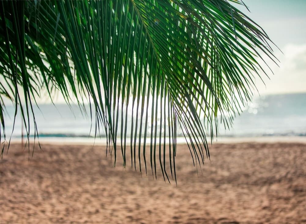 Wyndham Grand Rio Mar Rainforest Beach and Golf Resort - Photo 160