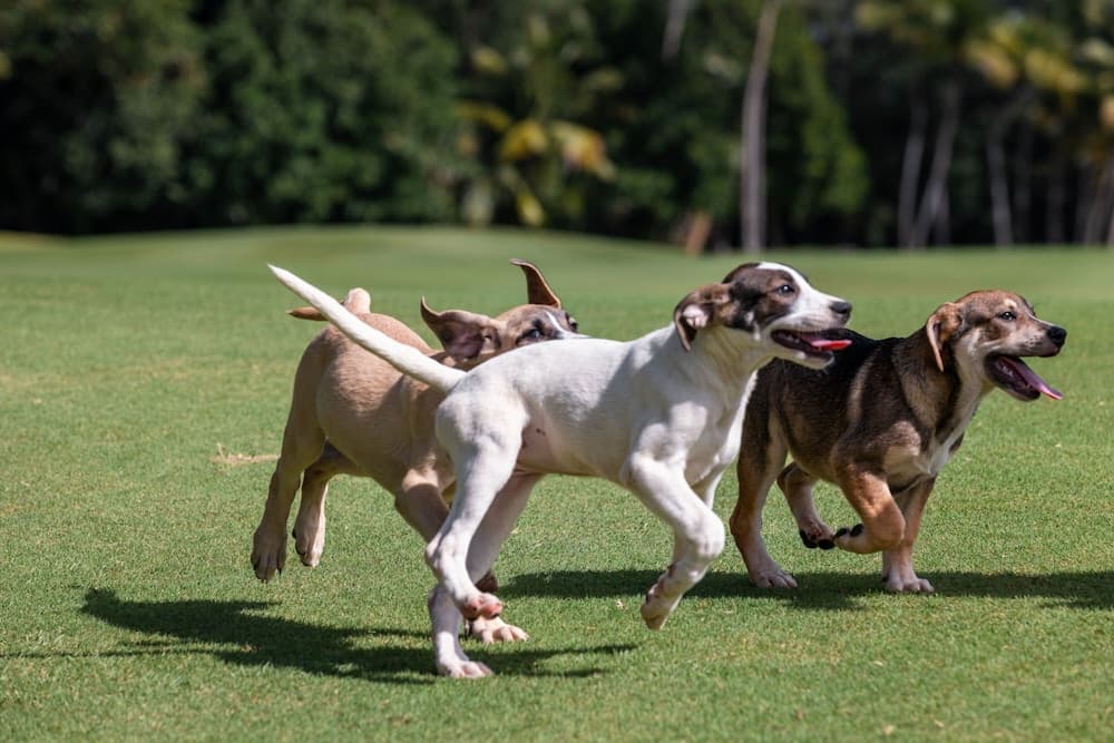 Four Seasons Resort and Residence Puerto Rico - Photo 34