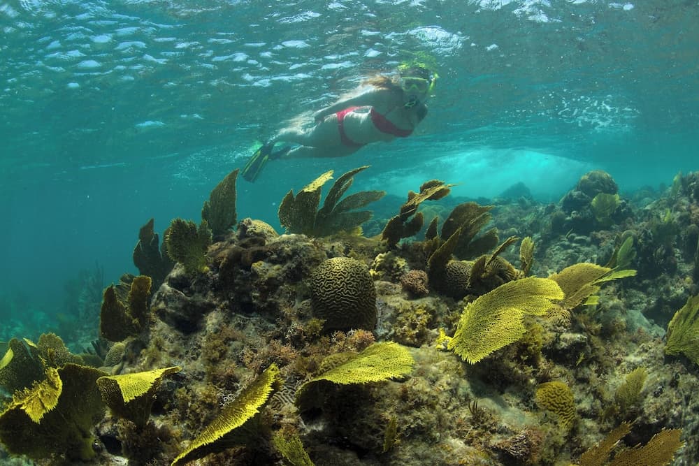 The Buccaneer Beach & Golf Resort - Photo 47