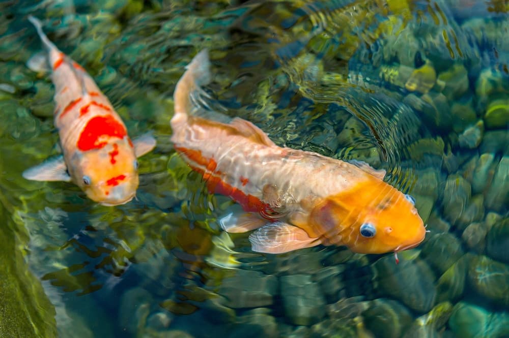 Grand Hyatt Baha Mar - Photo 208