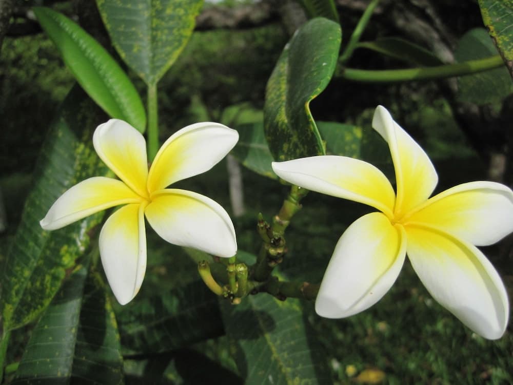 Richmond Vale Diving and Hiking Center - Hostel - Photo 28