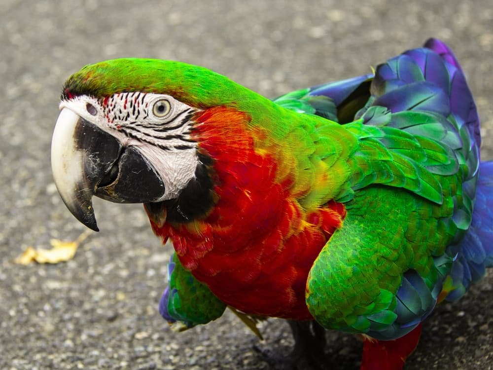 Hotel Rancho Guacamayos - Photo 74