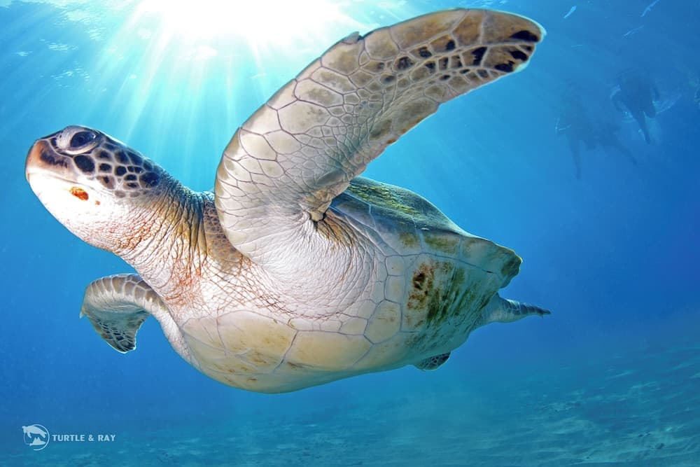 Lagun Blou Resort - Photo 81