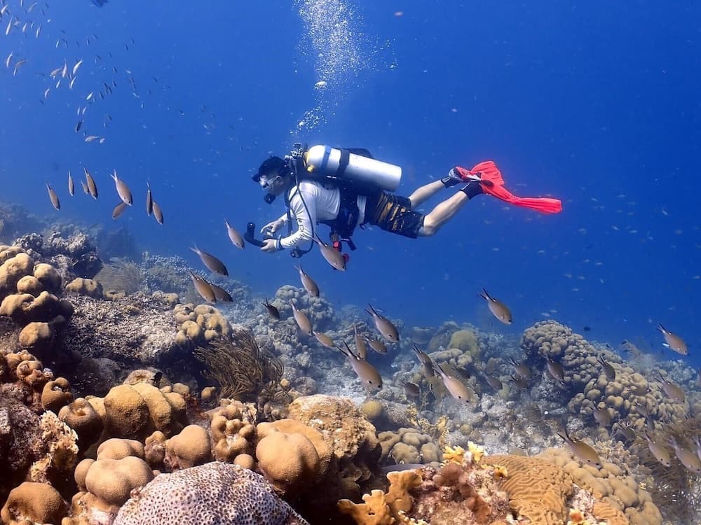 Divi Flamingo Beach Resort & Casino - Photo 41