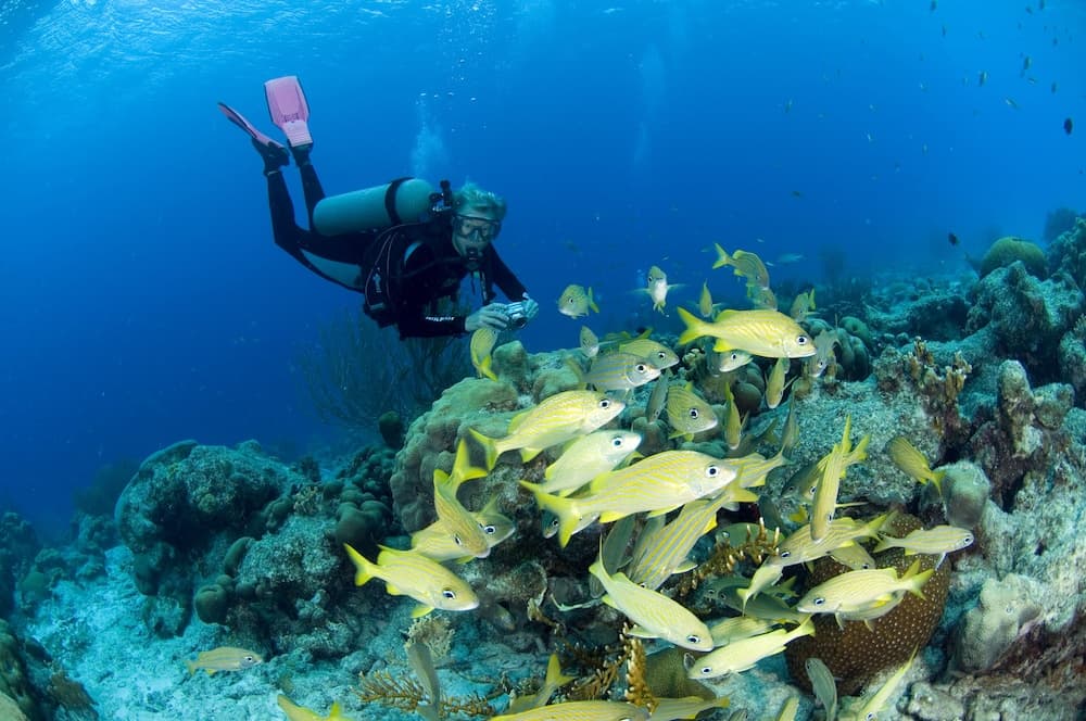 Divi Flamingo Beach Resort & Casino - Photo 57