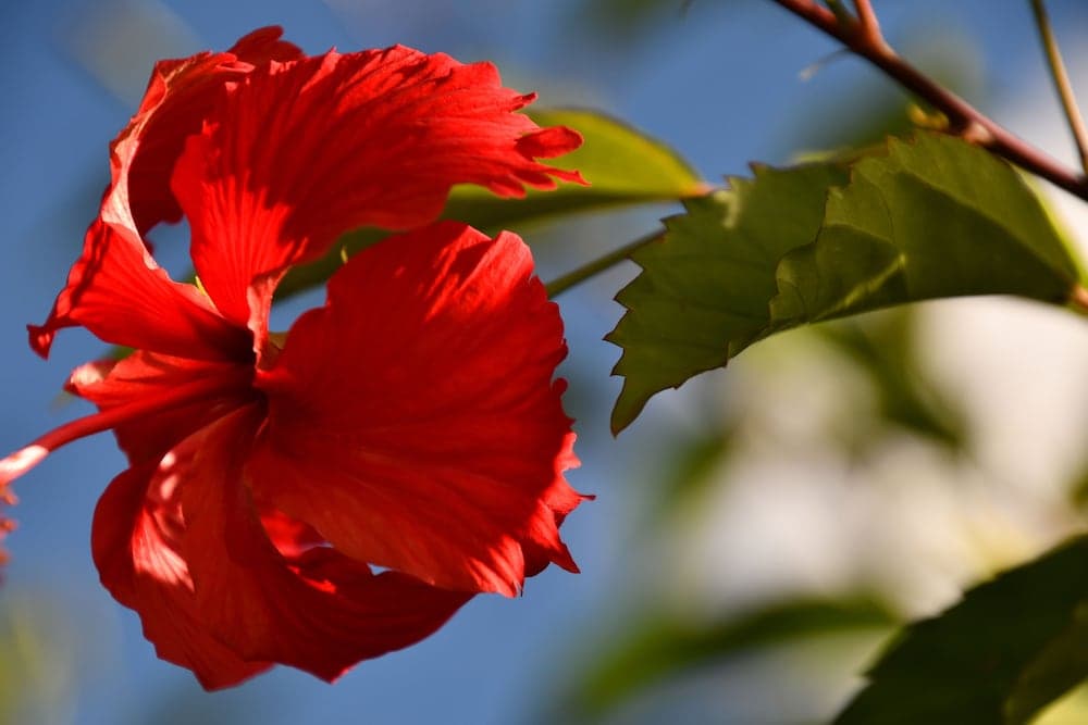 Hotel Alisei - Photo 93