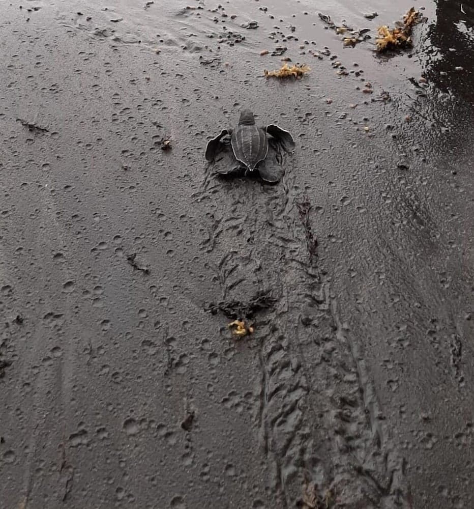 Rosalie Bay Eco Resort & Spa - Photo 2