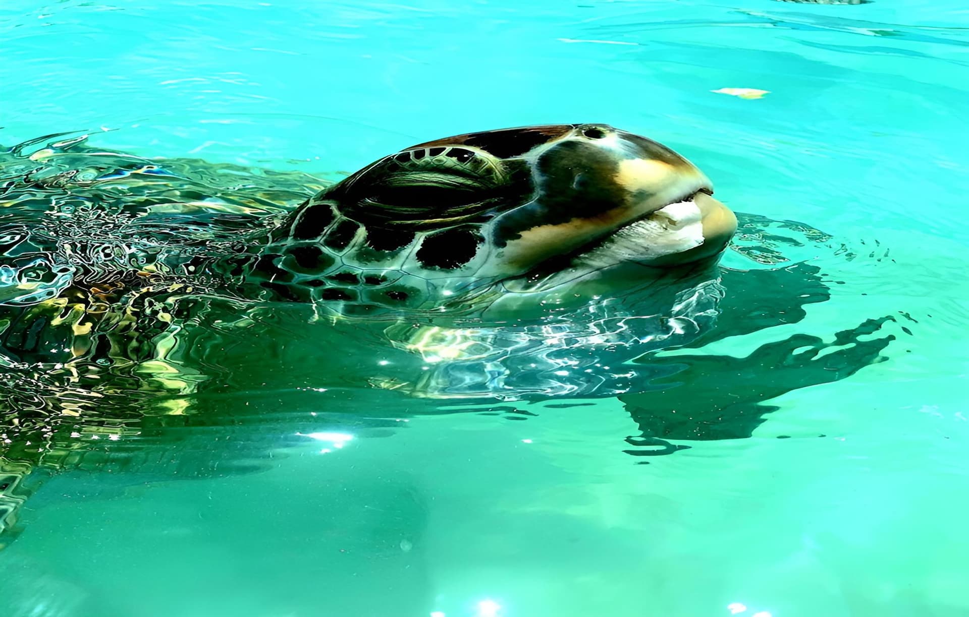 Kahari Resort - Photo 44