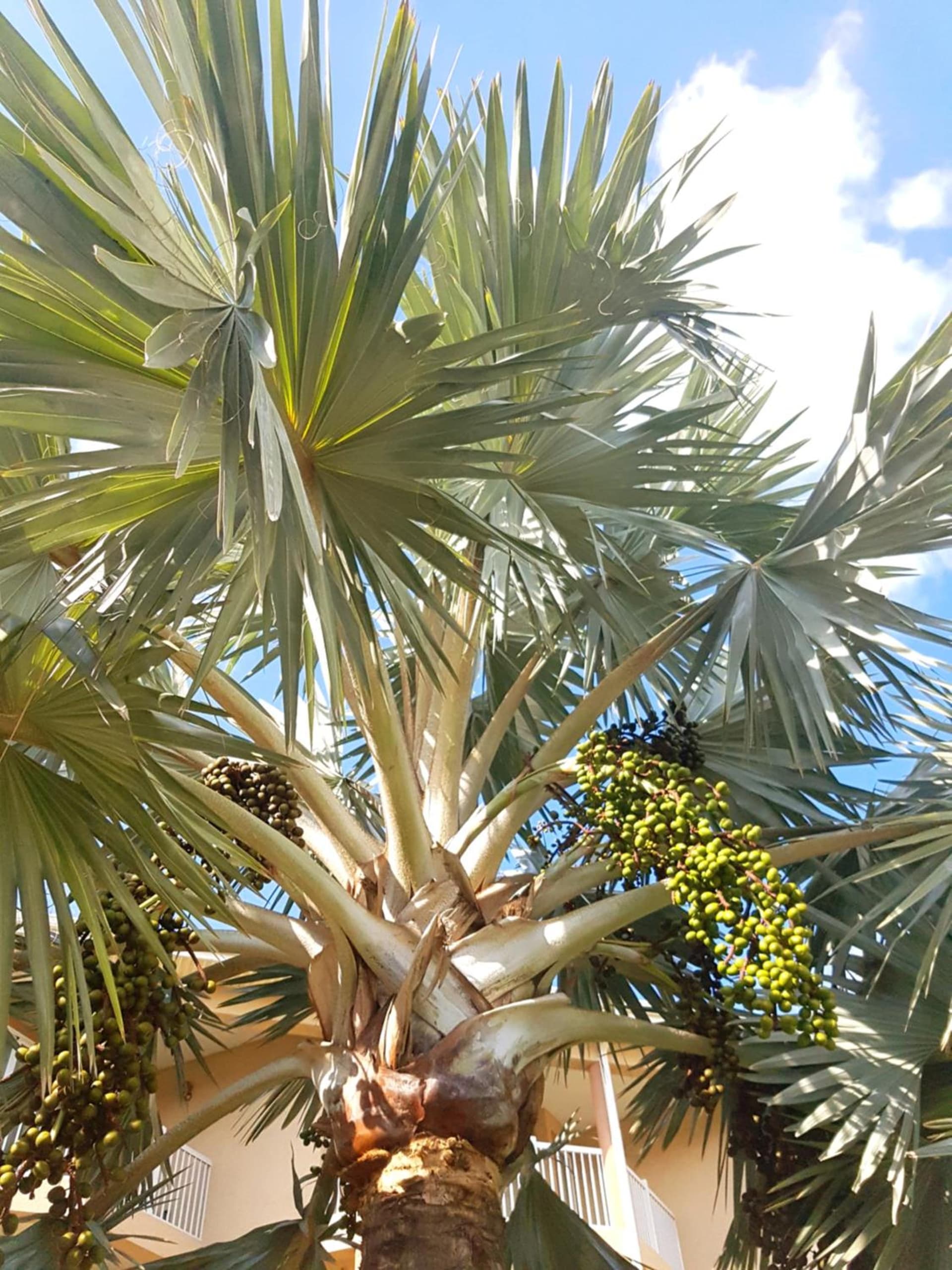 The Grand Caymanian Resort - Photo 158