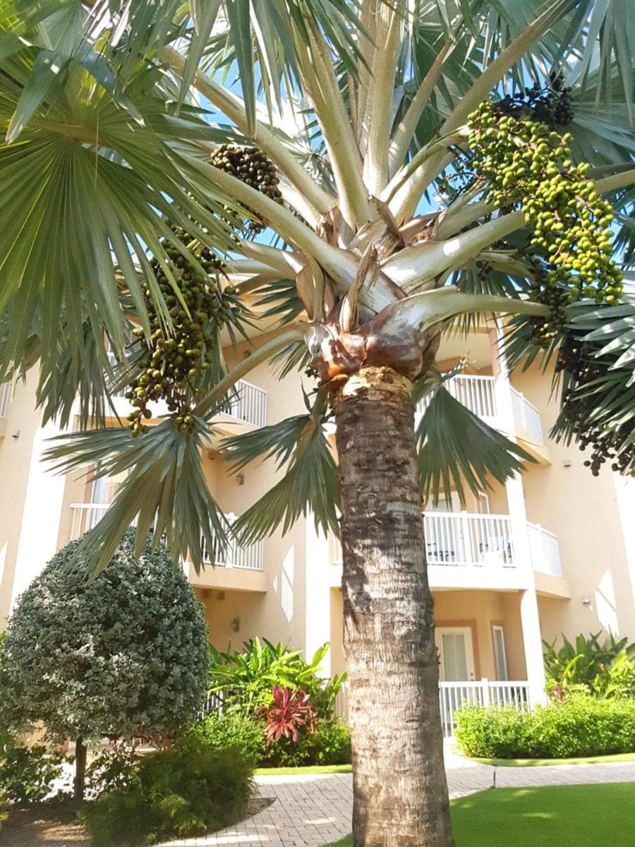 The Grand Caymanian Resort - Photo 159