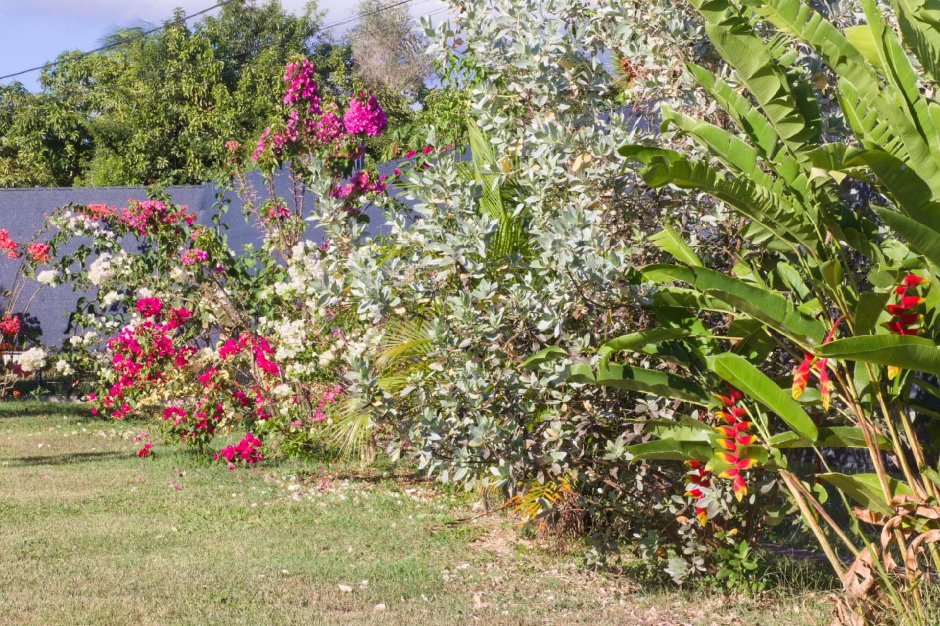 Kaz et Palmiers - Photo 14