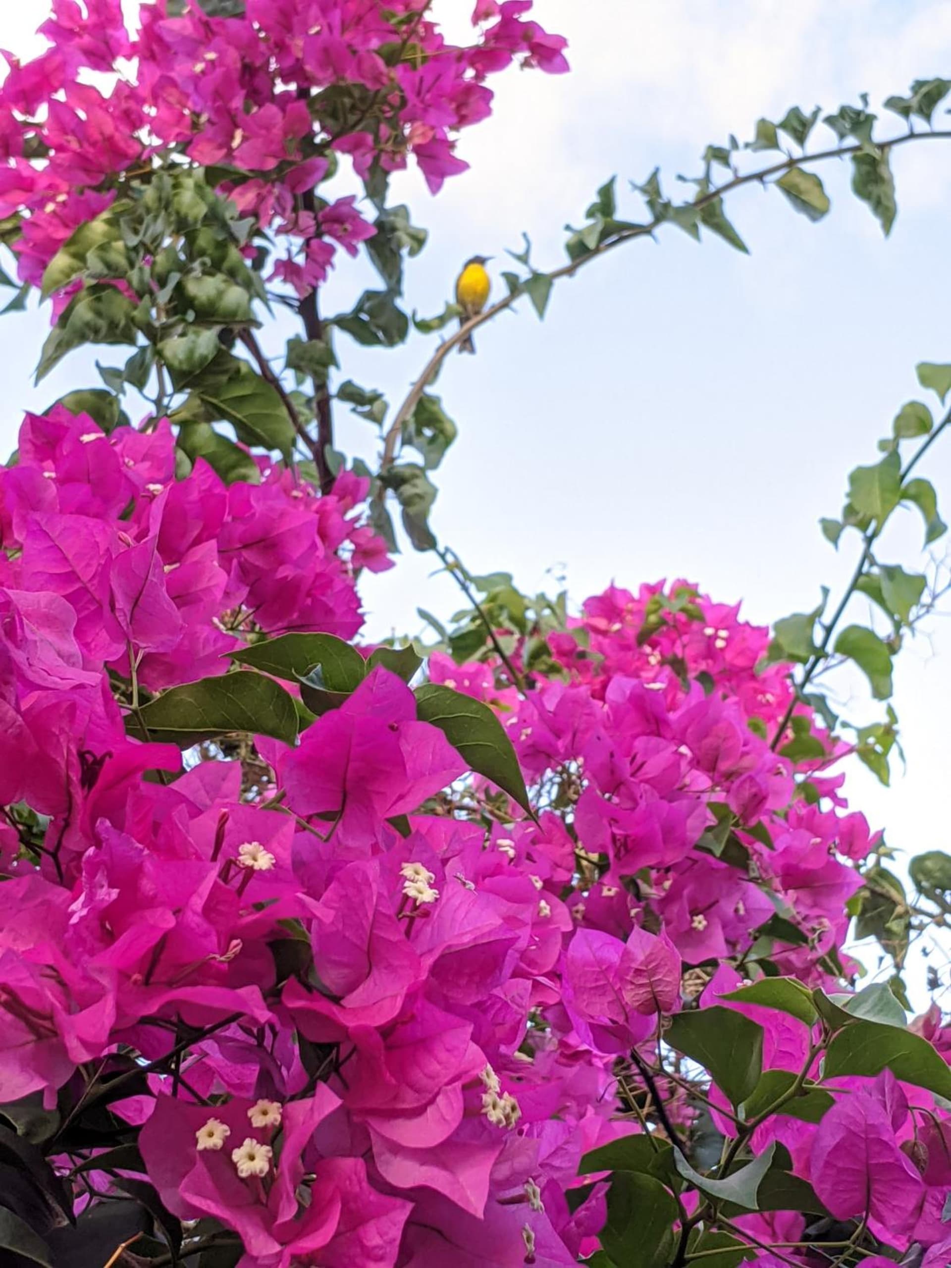 Villa Rosa Karibella - Photo 33