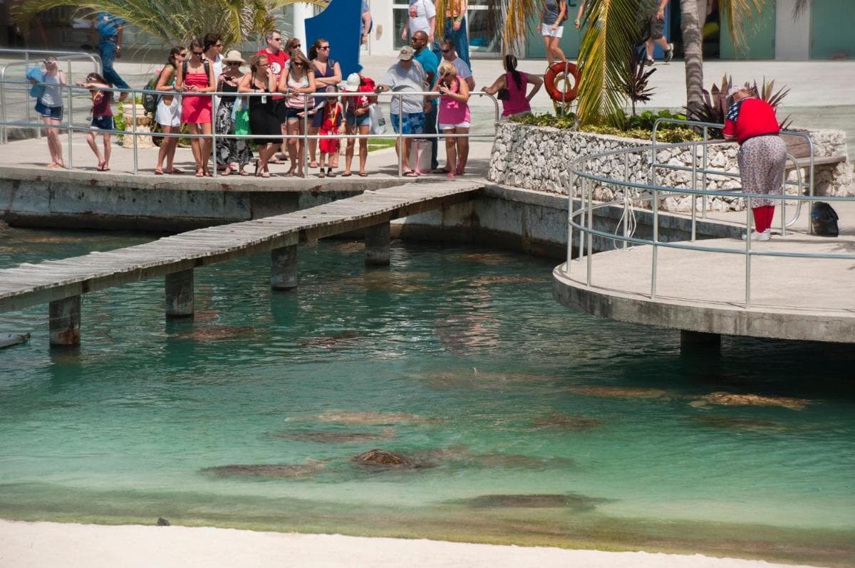 Holiday Inn Resort Grand Cayman by IHG - Photo 174