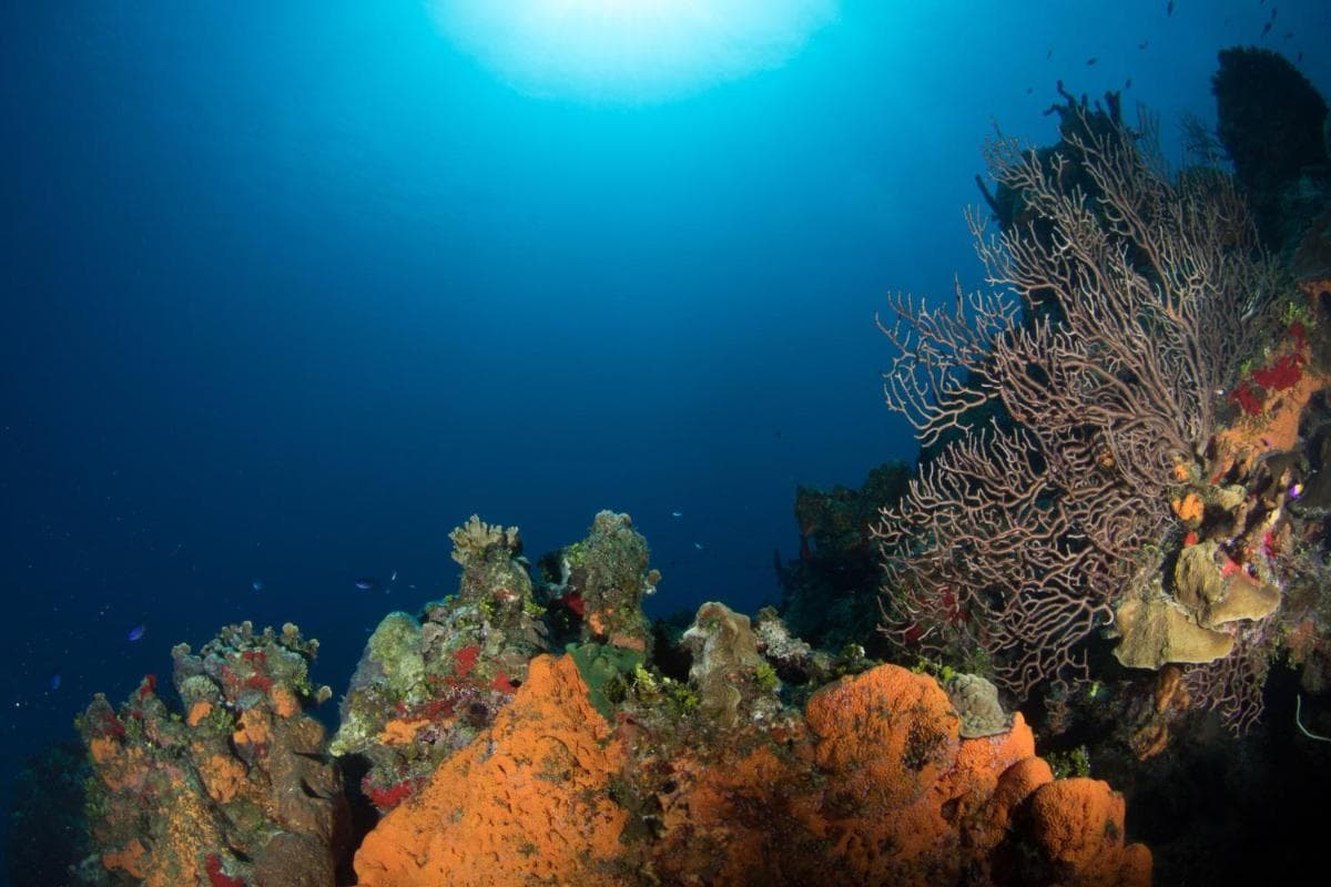 Holiday Inn Resort Grand Cayman by IHG - Photo 171