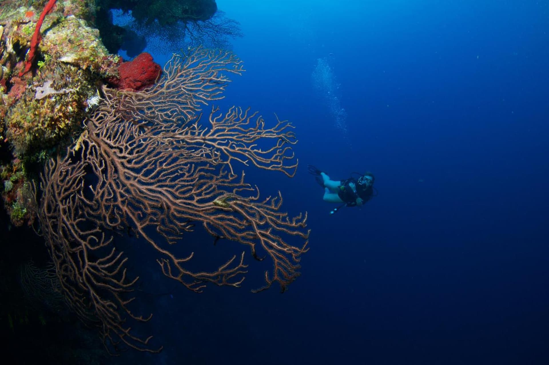 Holiday Inn Resort Grand Cayman by IHG - Photo 152