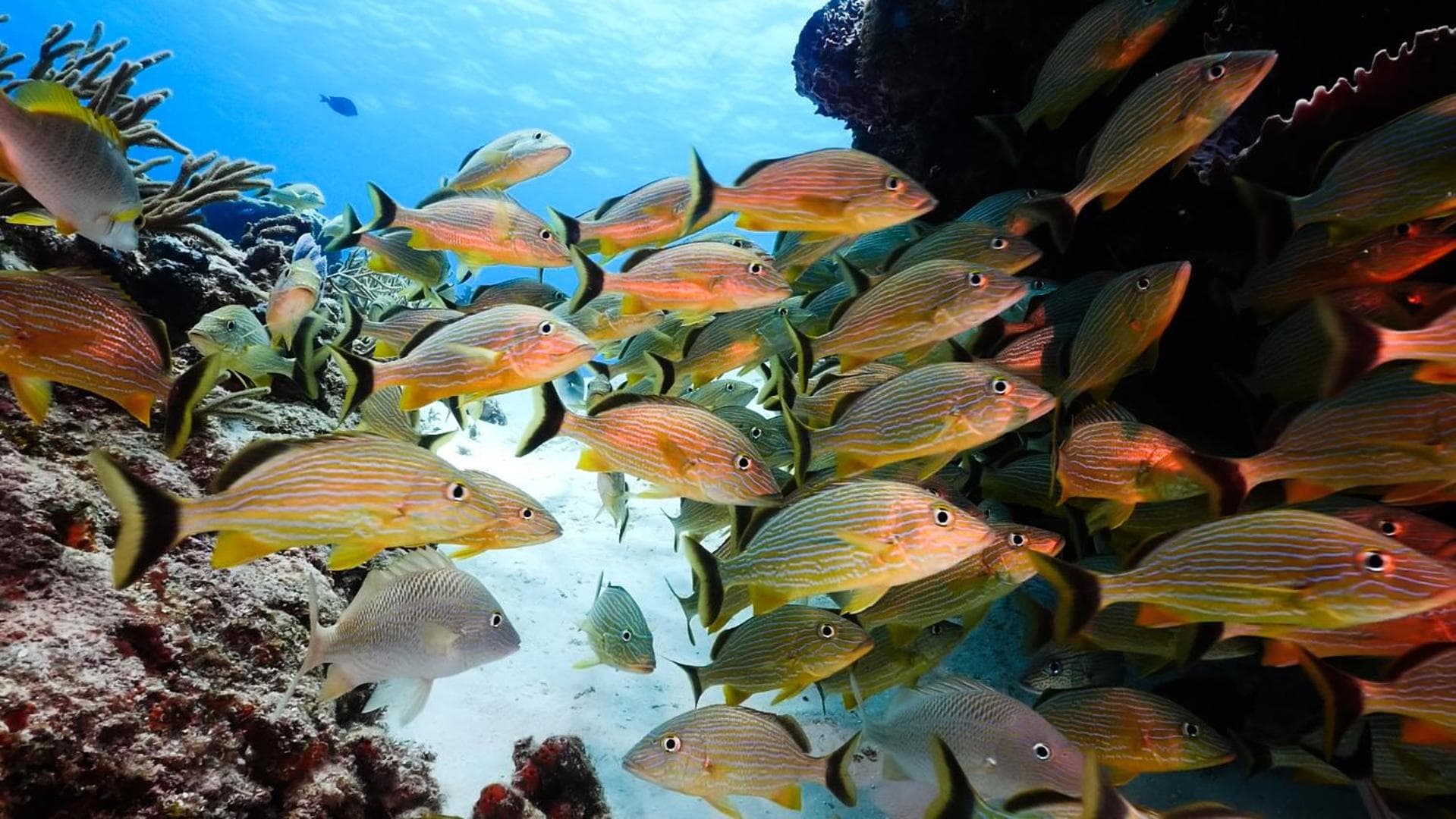 Occidental Cozumel - All Inclusive - Photo 59