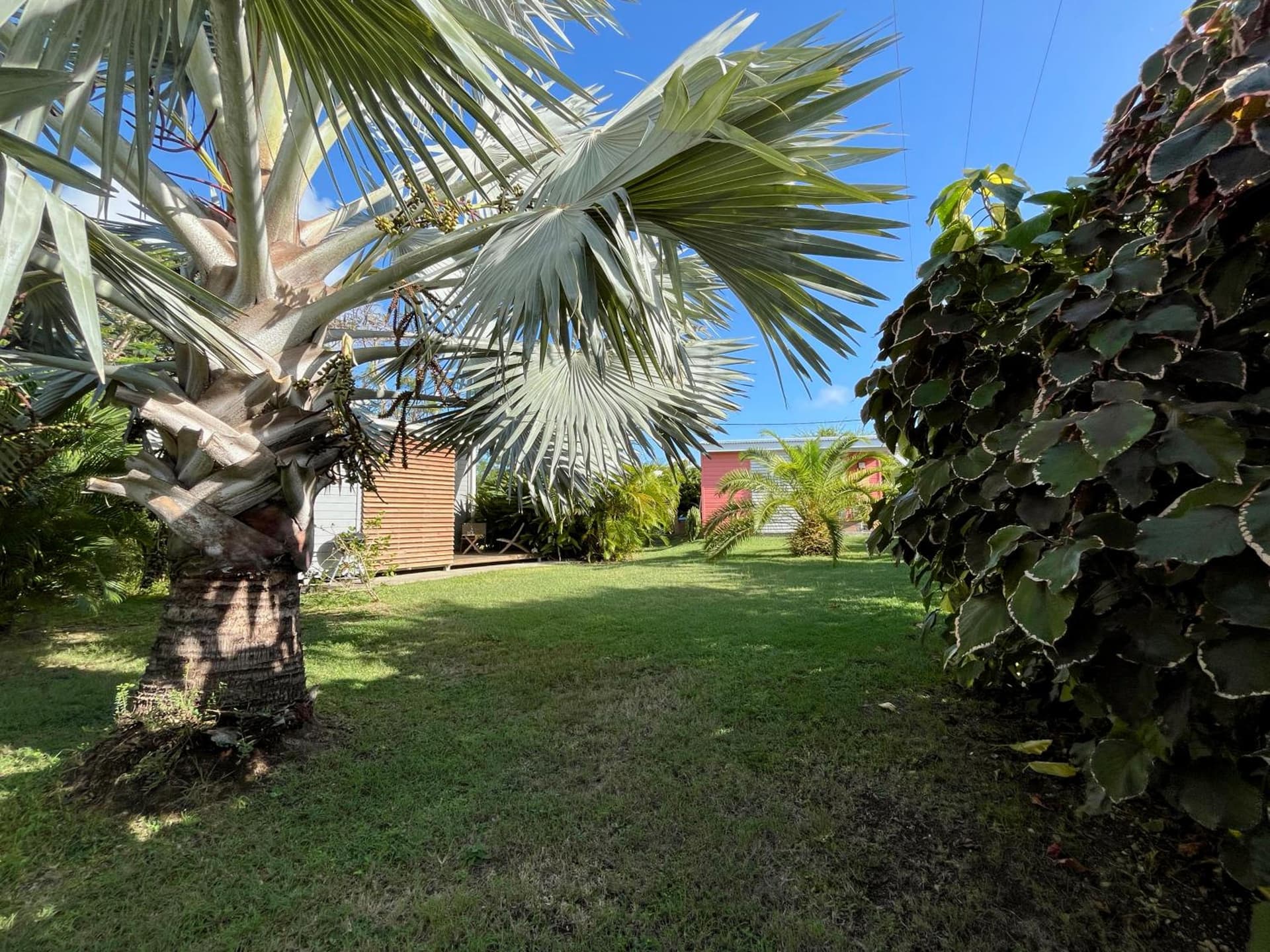 Kaz et Palmiers - Photo 17