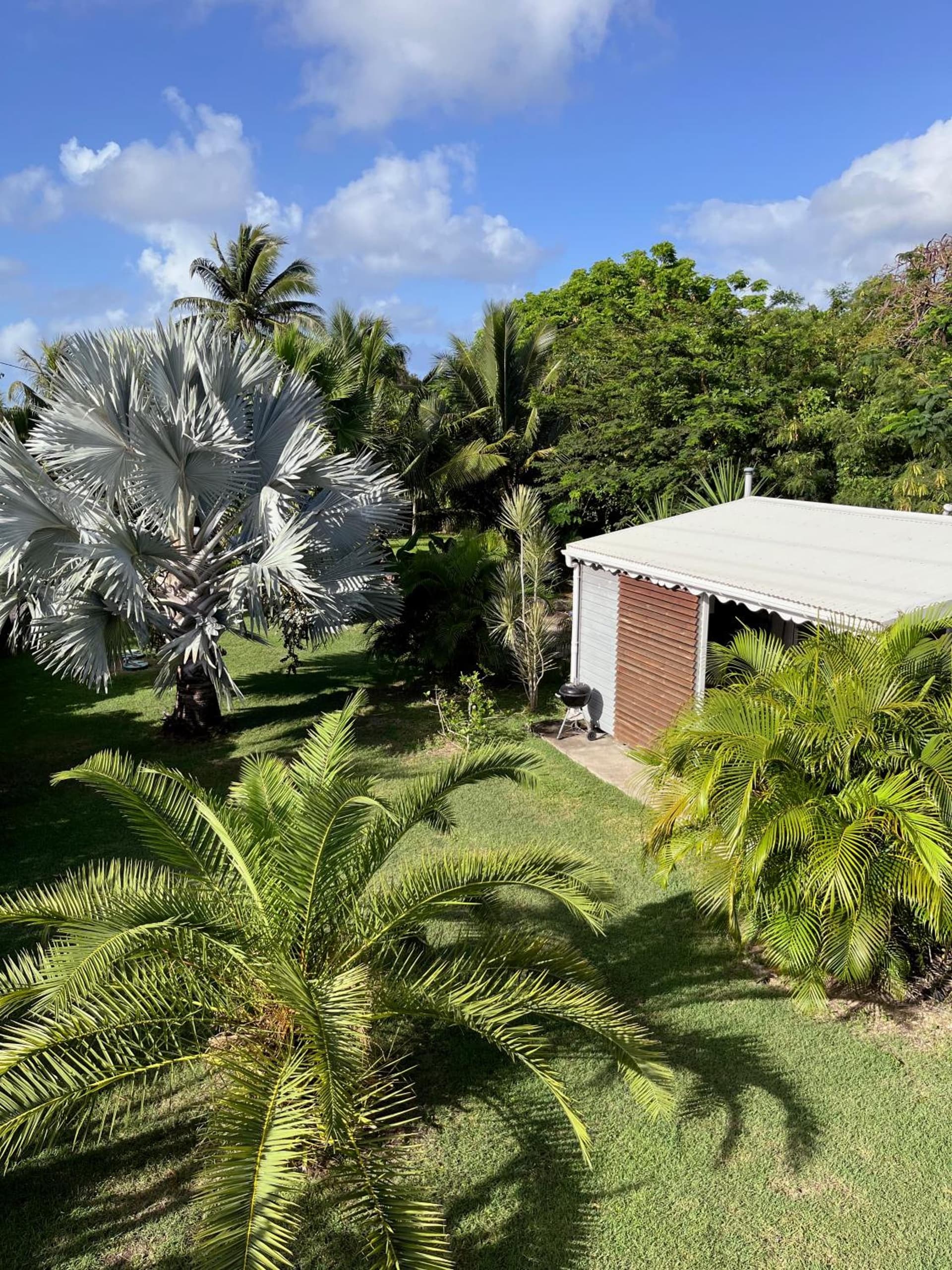 Kaz et Palmiers - Photo 18