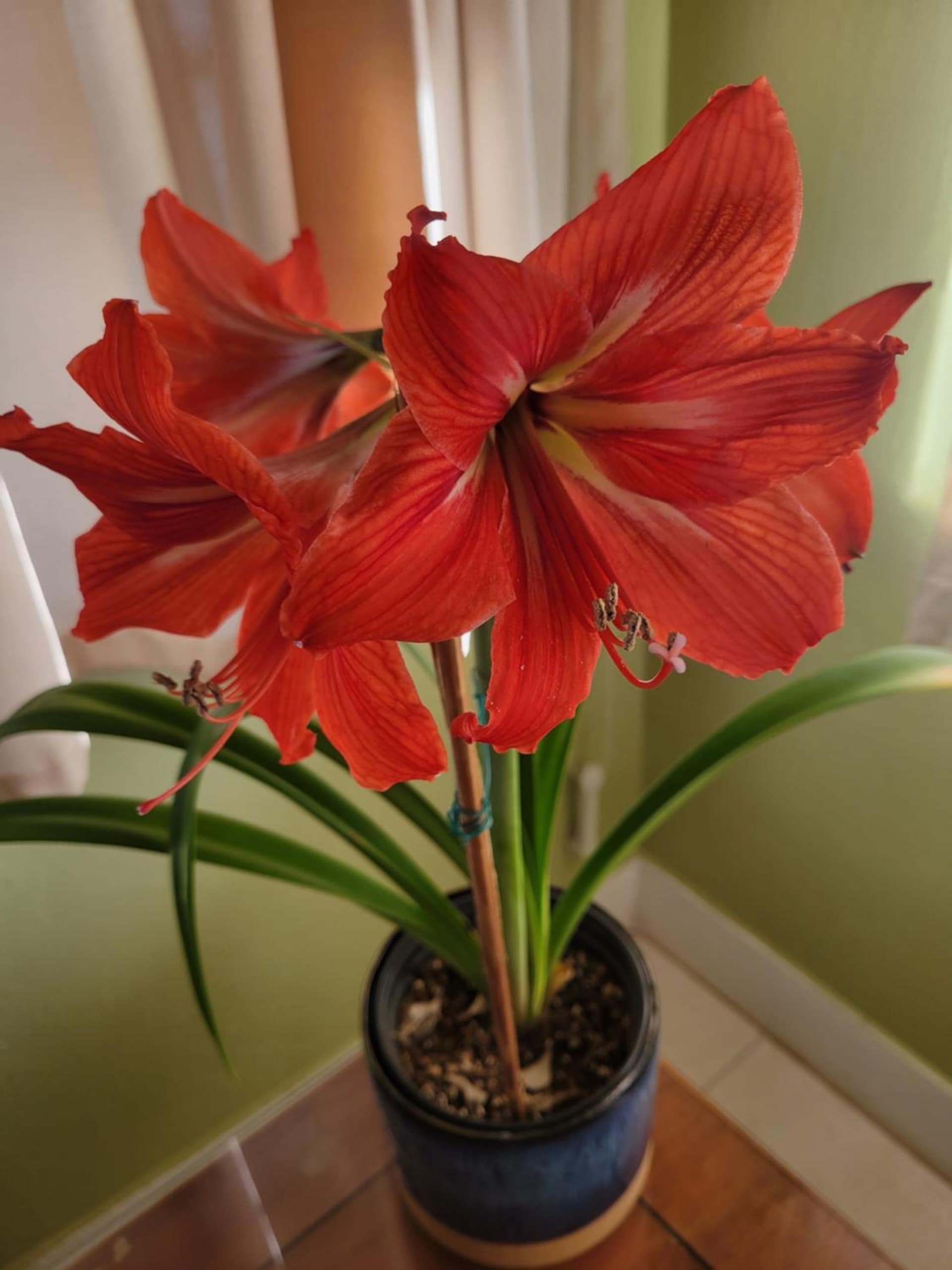 The Villa Retreat - Photo 7