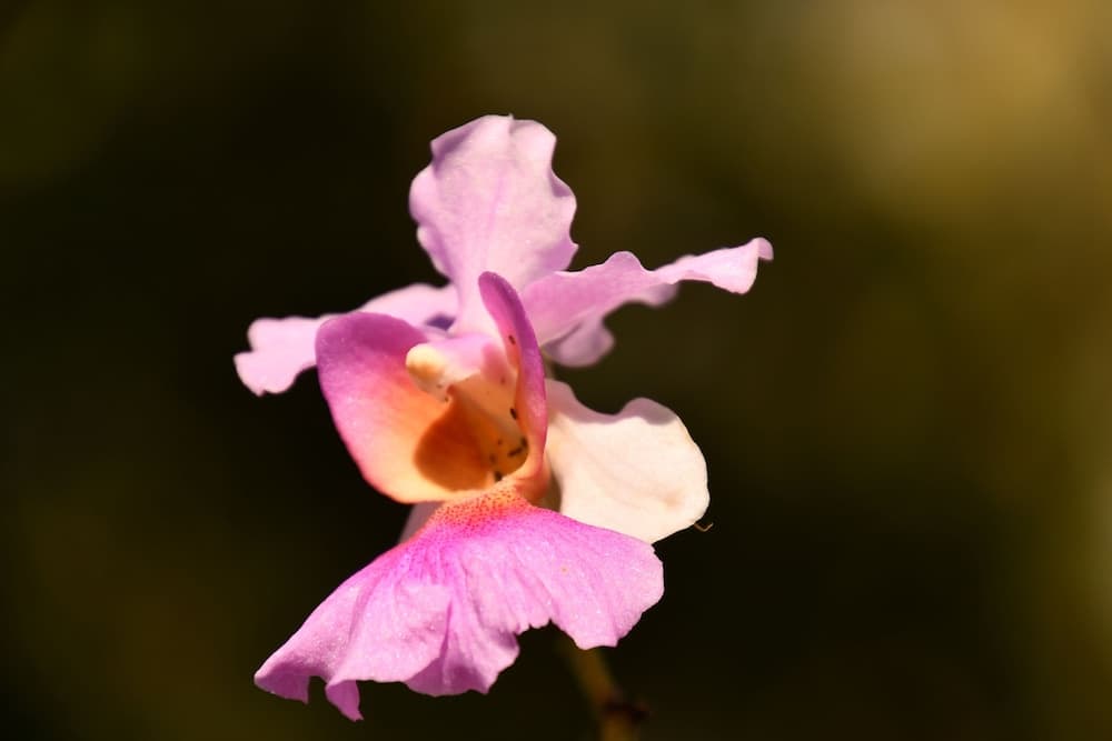 Hotel Alisei - Photo 42