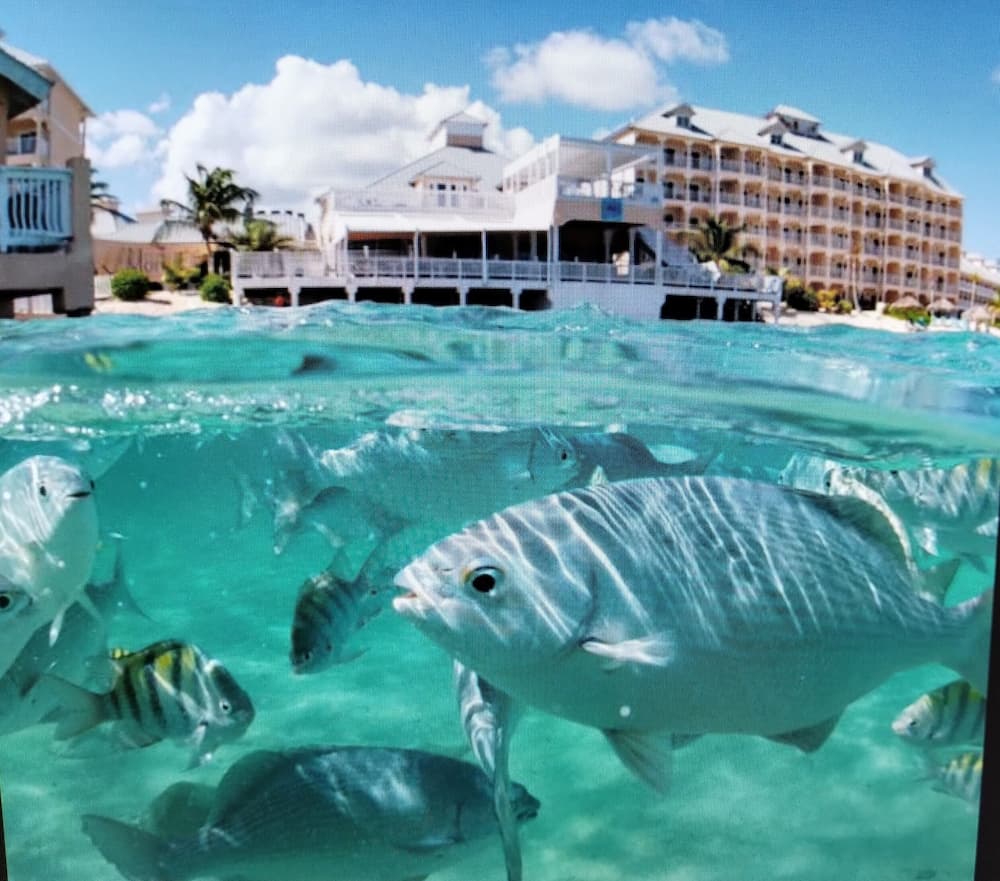 Morritts Tortuga Club - Photo 52