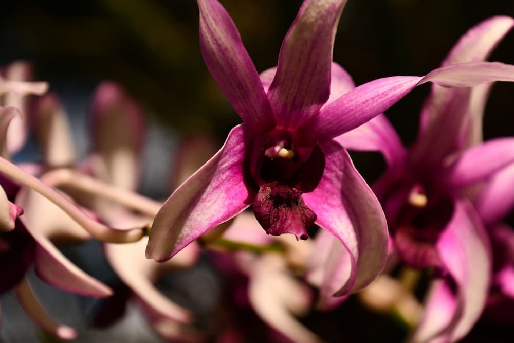 Hotel Alisei - Photo 41