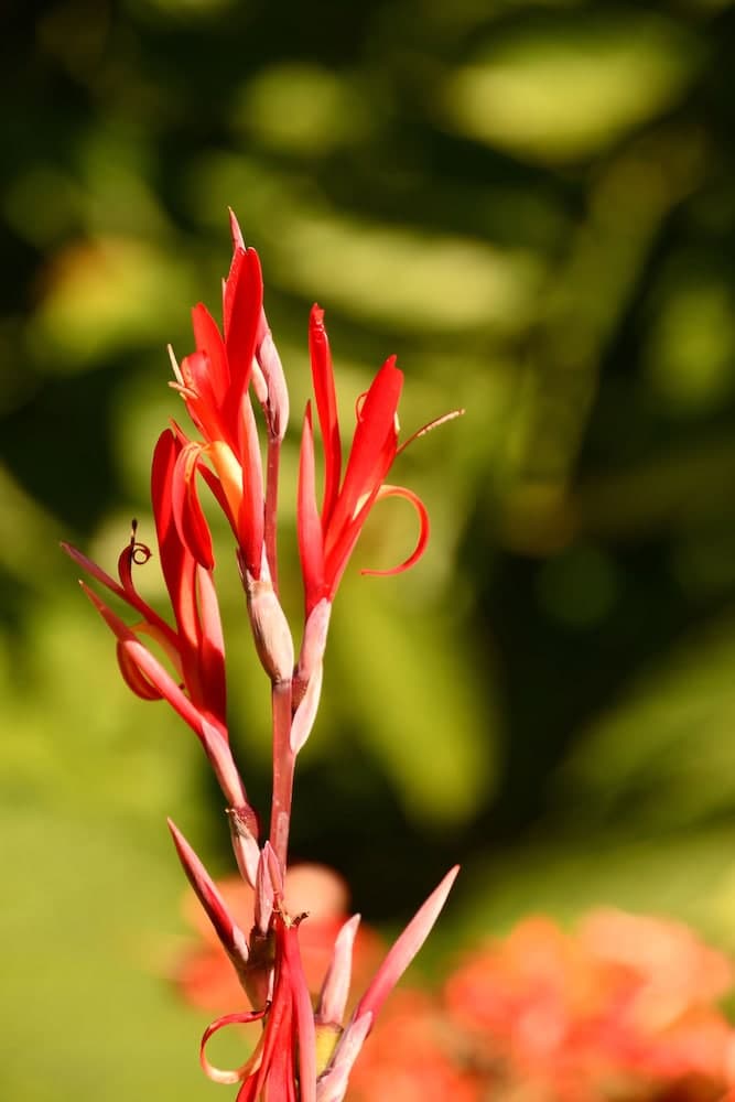 Hotel Alisei - Photo 43