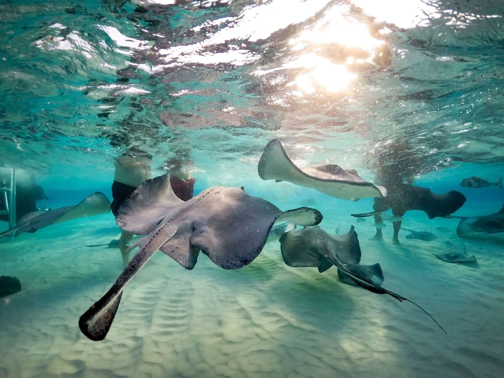 Wyndham Reef Resort Grand Cayman - Photo 51